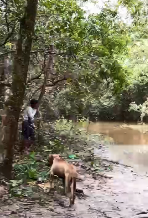 Indígenas voltam à fazenda “30 Lagos” em São Félix do Araguaia, desafiam proibições e retomam extração de madeira: impasse sem fim?